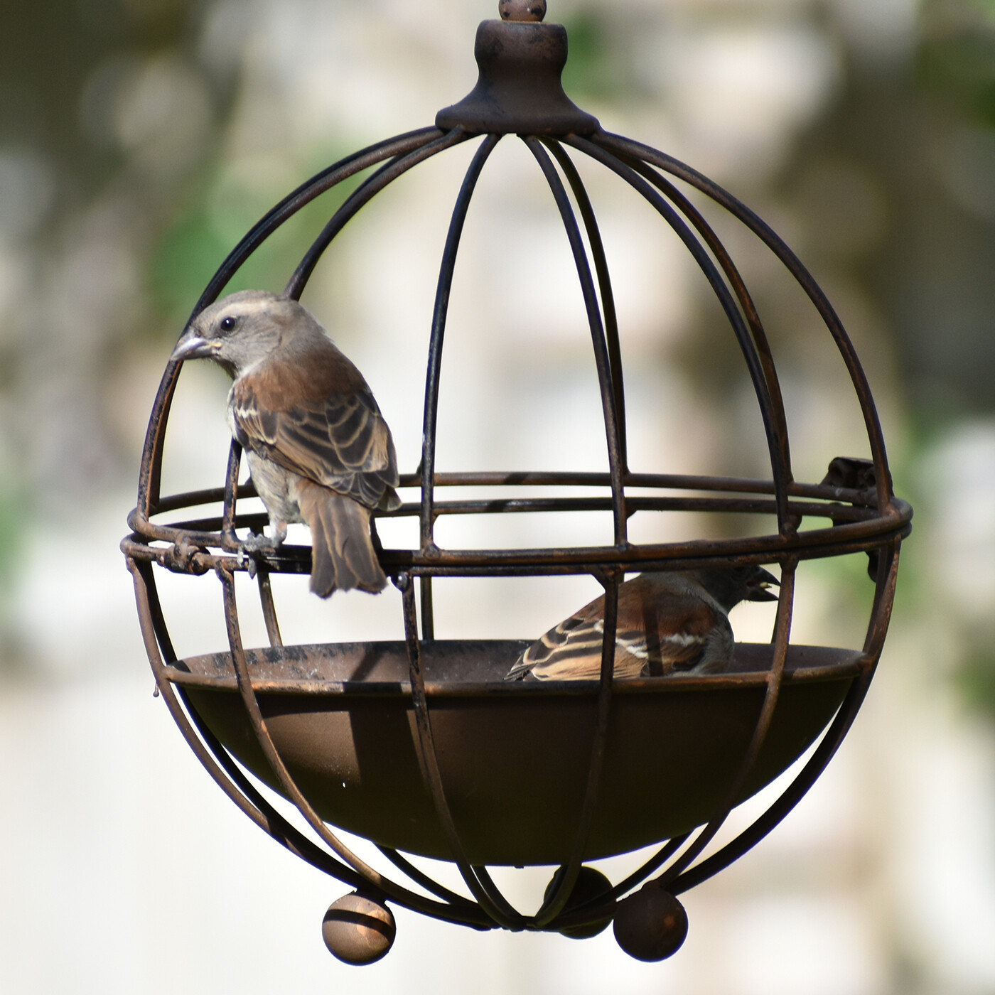 Dome bird cage, rust, medium