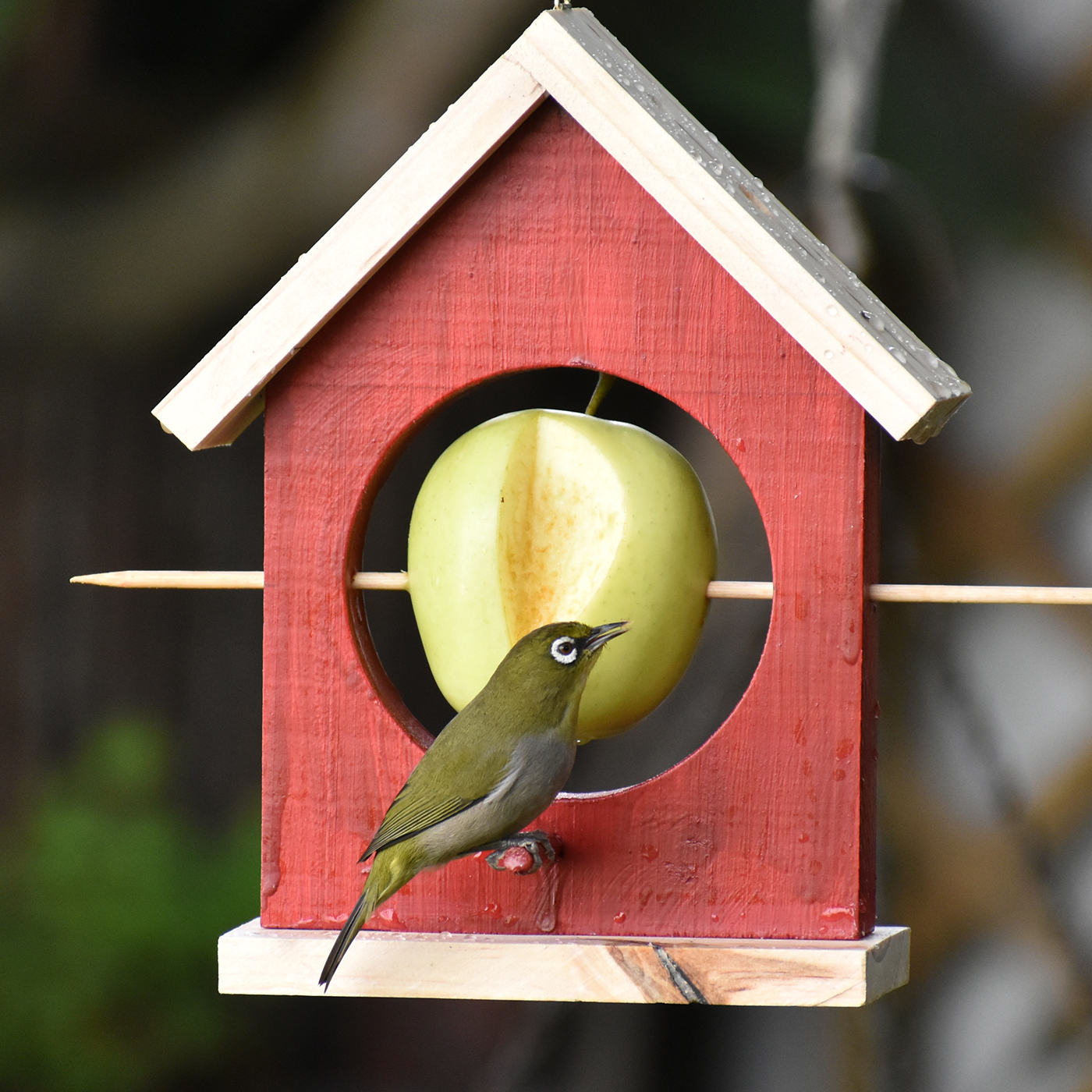 Fruit sale bird feeder