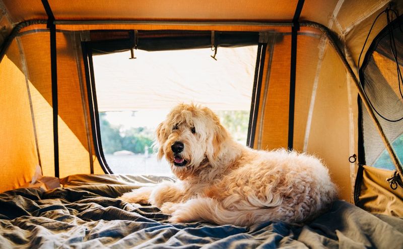 Dog Camping