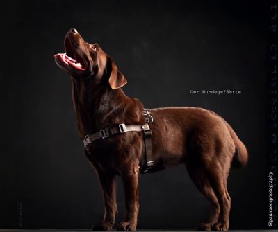 Anti-Stress Geschirr STURMFREI® Original - ein Bauchgurt