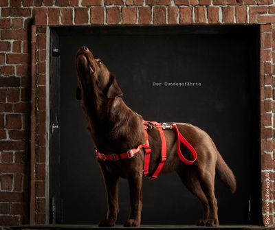 Anti-Stress Geschirr STURMFREI® Saver - zwei Bauchgurte - zusätzliche Sicherheit