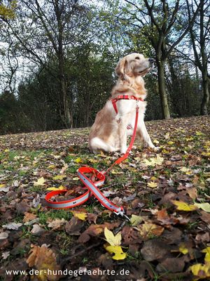 Anti-Stress Geschirr STURMFREI® Original - ein Bauchgurt - 25 mm