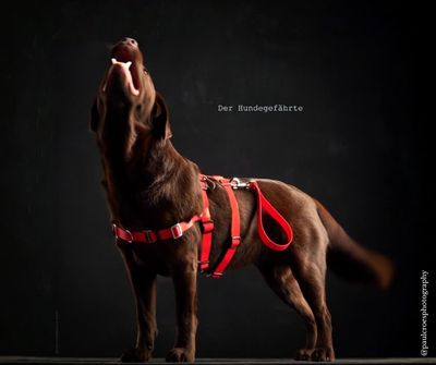 Anti-Stress Geschirr STURMFREI® Saver - zwei Bauchgurte - 25 mm