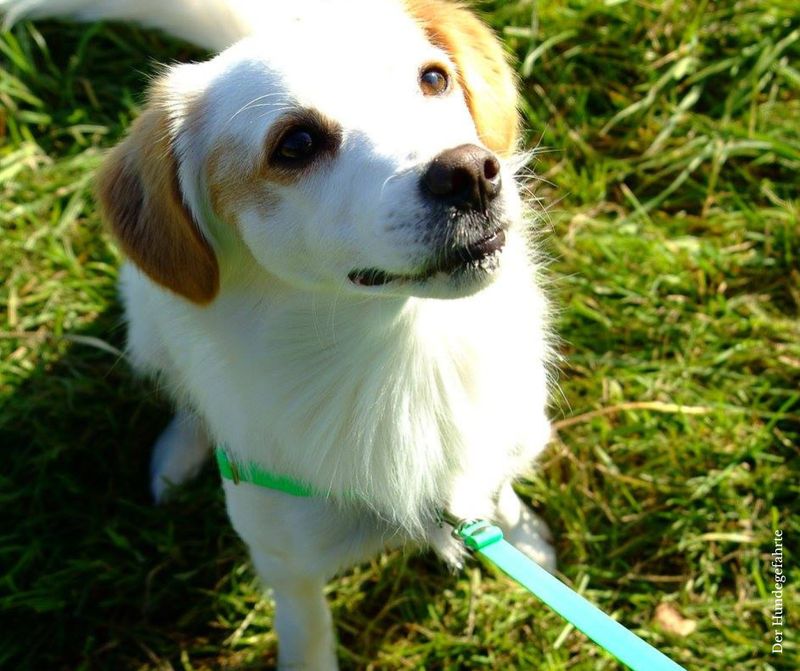 Anti-Stress Geschirr STURMFREI® Original - ein Bauchgurt - 16 mm - XXS-XS