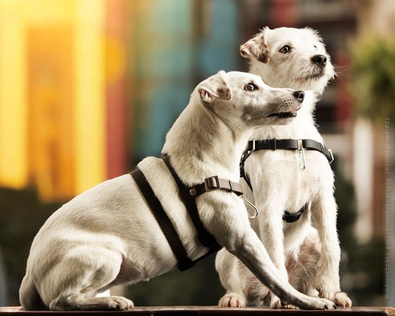 Anti-Stress Geschirr STURMFREI® Saver - zwei Bauchgurte - 16 mm - XXS-XS