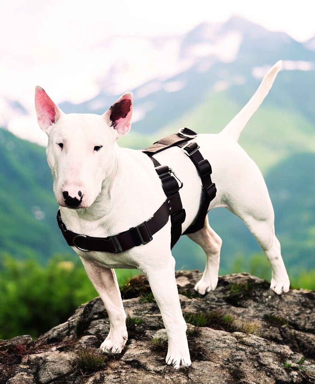 Anti-Stress Geschirr STURMFREI® Original - gewebter Bauchgurt - 38 mm - M-XXXL