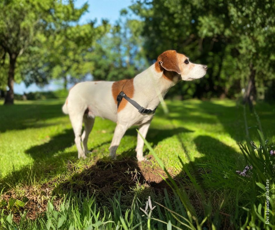 Anti-Stress Geschirr STURMFREI® Original - BioThane® oder gewebtes Band - 19 mm - S-M