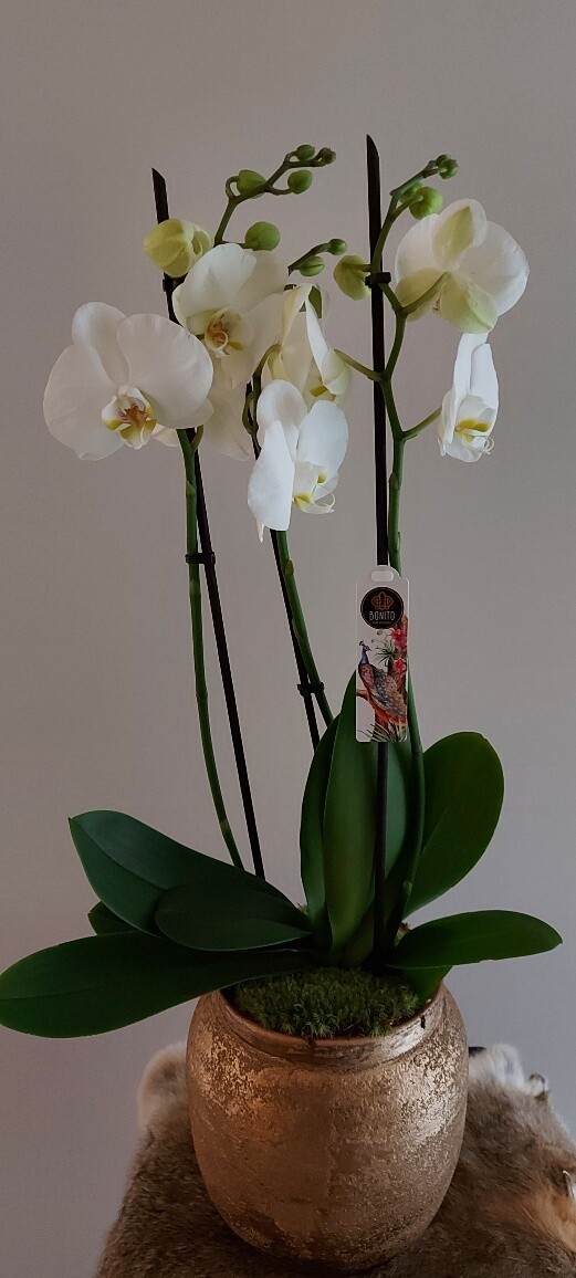Orchidee met sierpot goud