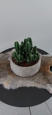 Schaal met cactussen