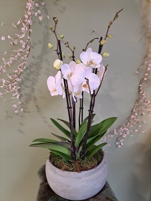 Schaal met orchideeën