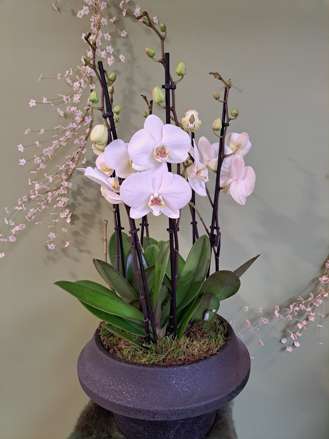 schaal met 3 orchidee