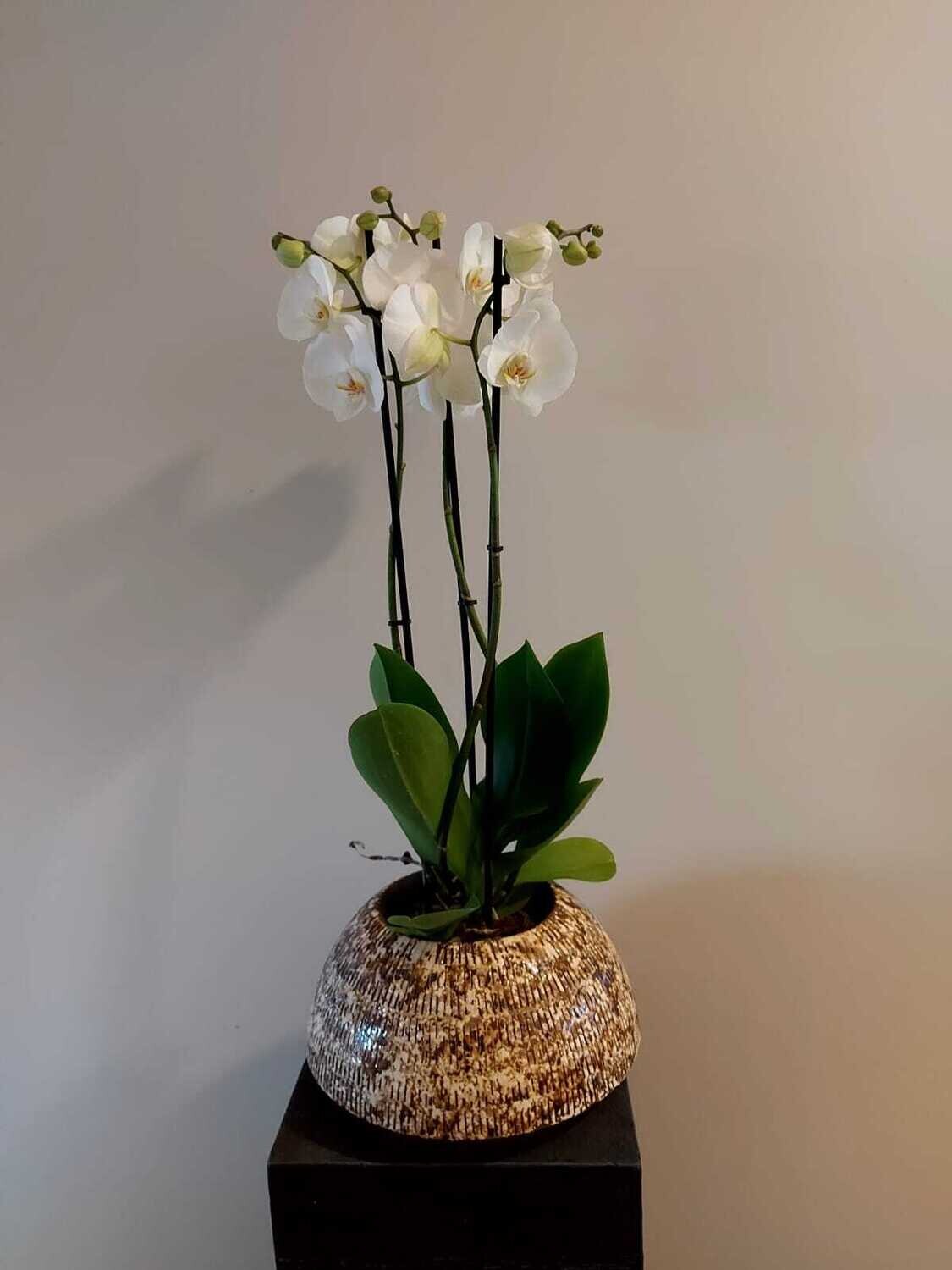 Orchidee + sierpot