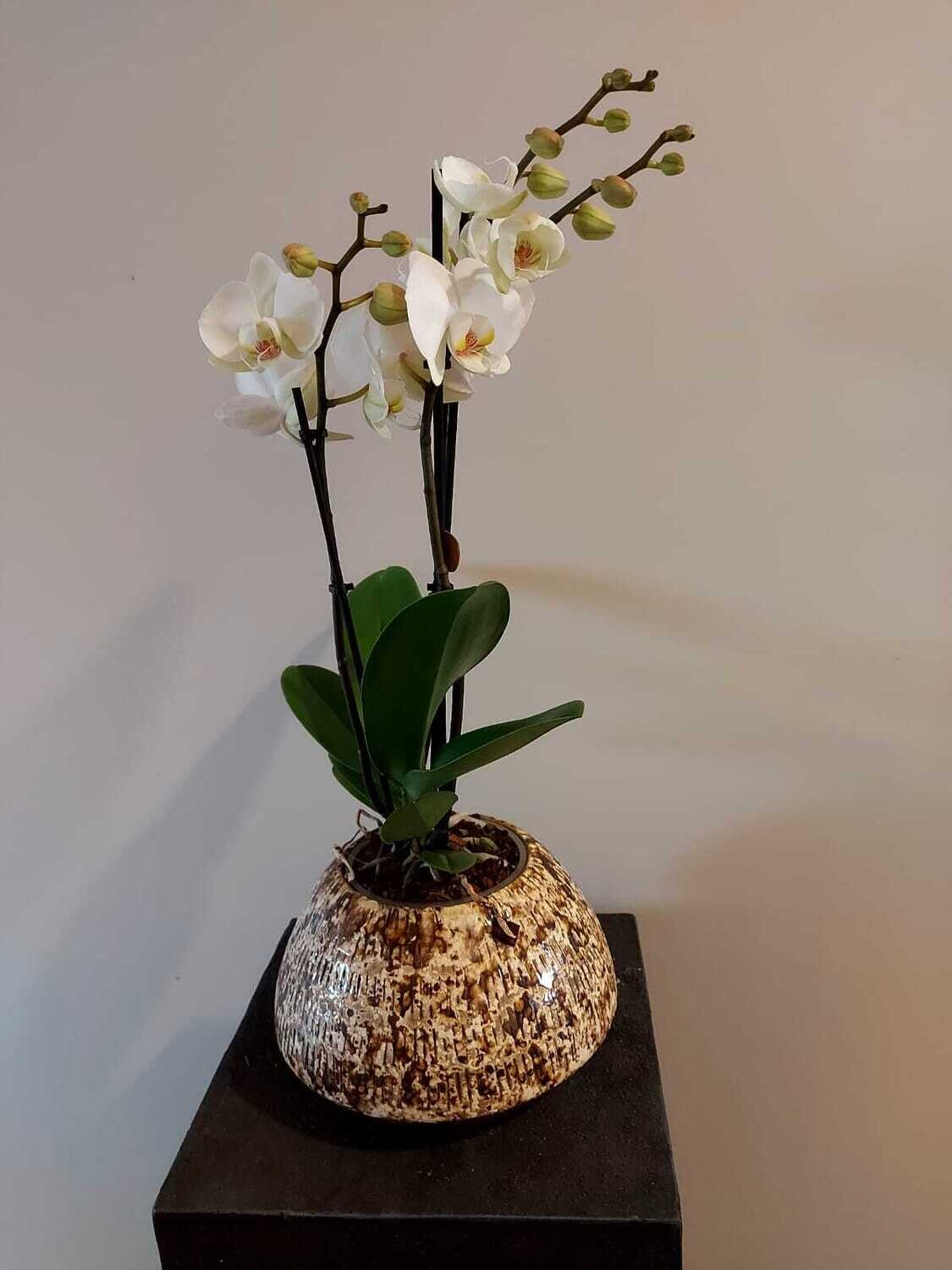 Orchidee met sierpot