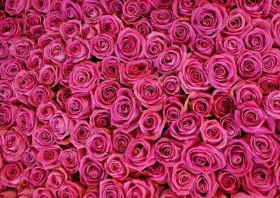 ROZĀ ROZES