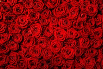 SARKANAS ROZES