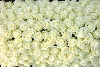 BALTAS ROZES