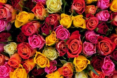 ROZES