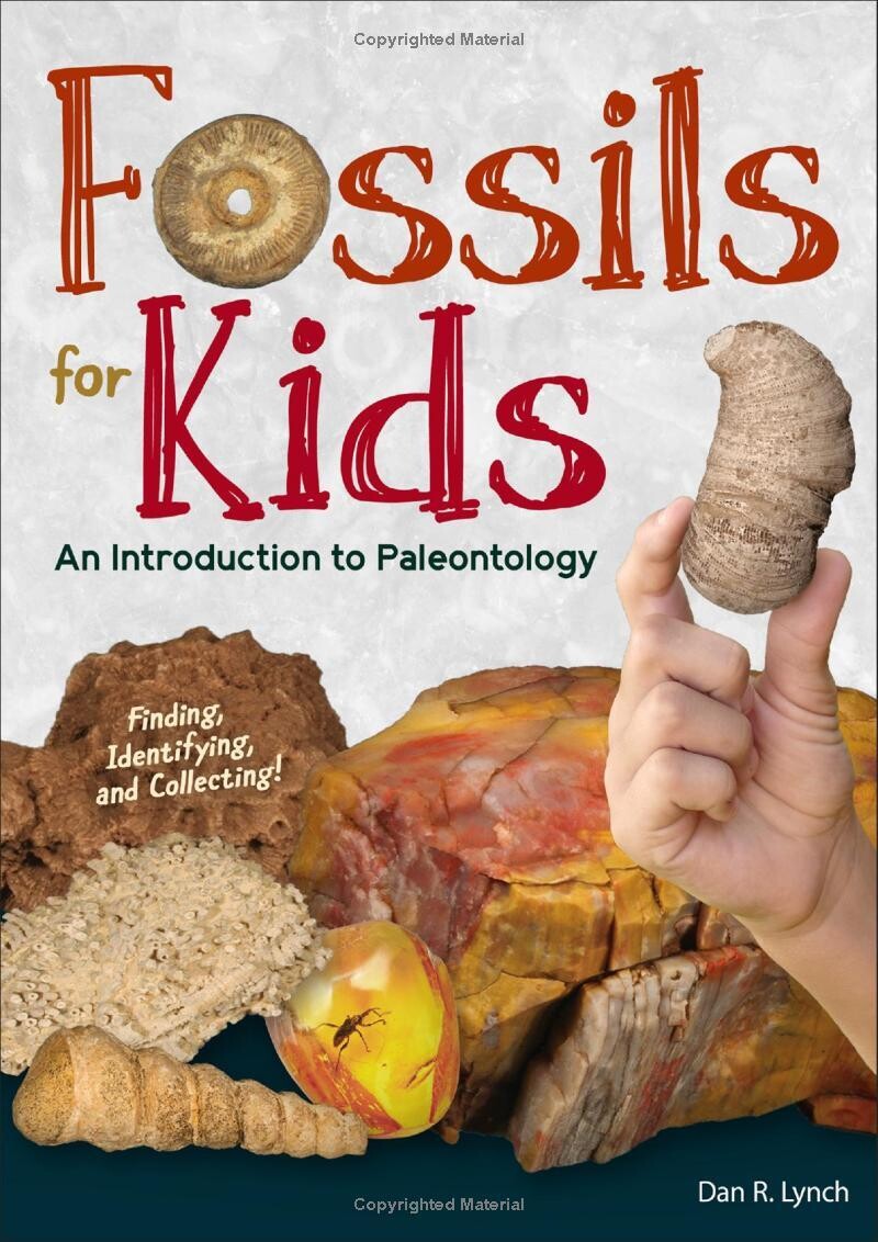 Fossils For Kids 39399