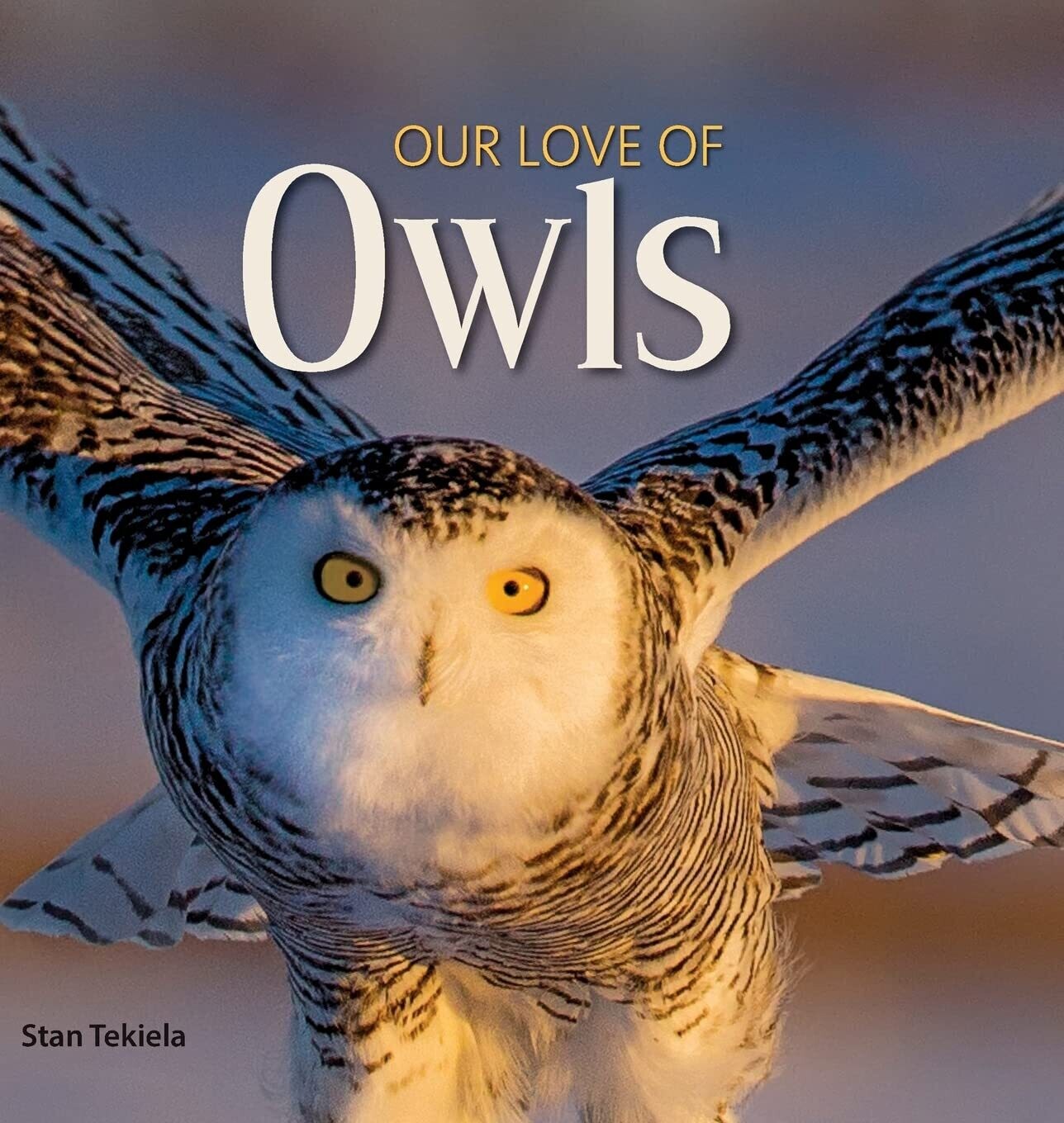 Our Love of Owls 38132