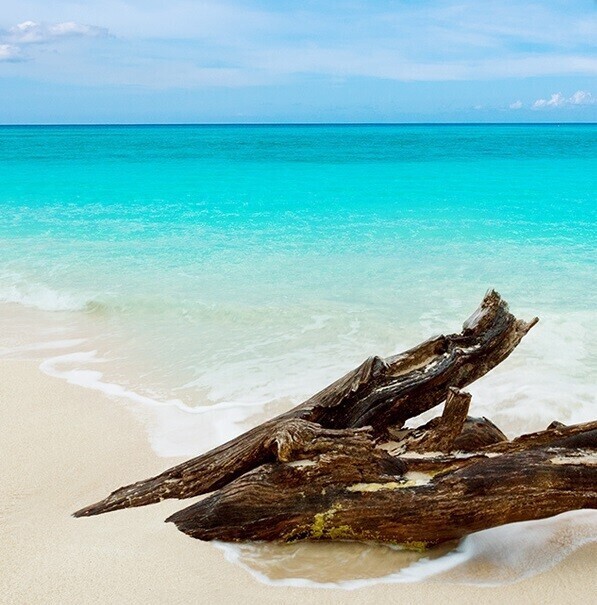 228 Карибское тиковое дерево (Caribbean Teakwood) Candlescience