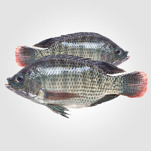 GIFT Tilapia 1.0 Kg