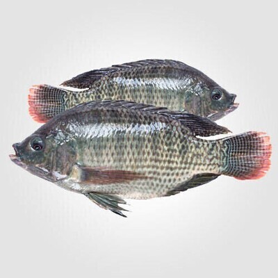 Premium Large GIFT Tilapia 1Kg
