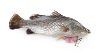 Xmas Harvest Seabass|Varal|Tilapia