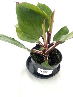 Philodendron white knight XL nr 410