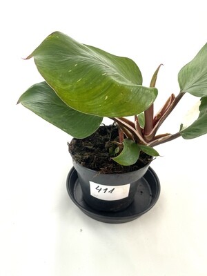 Philodendron white knight XL nr 411