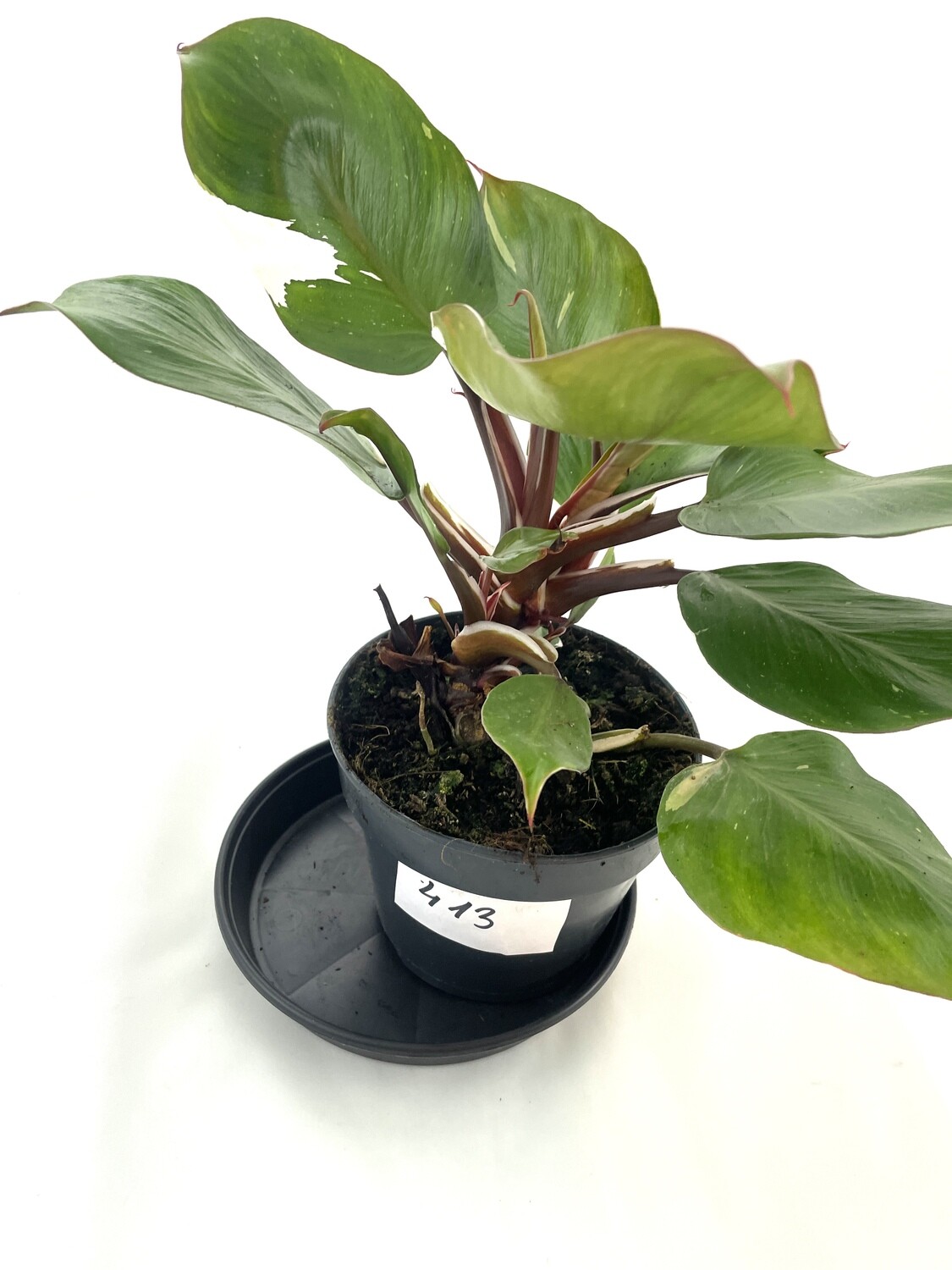 Philodendron white knight XL nr 413