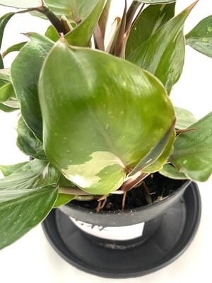 Philodendron white knight XL nr 417