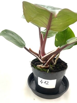 Philodendron white knight XL nr 412