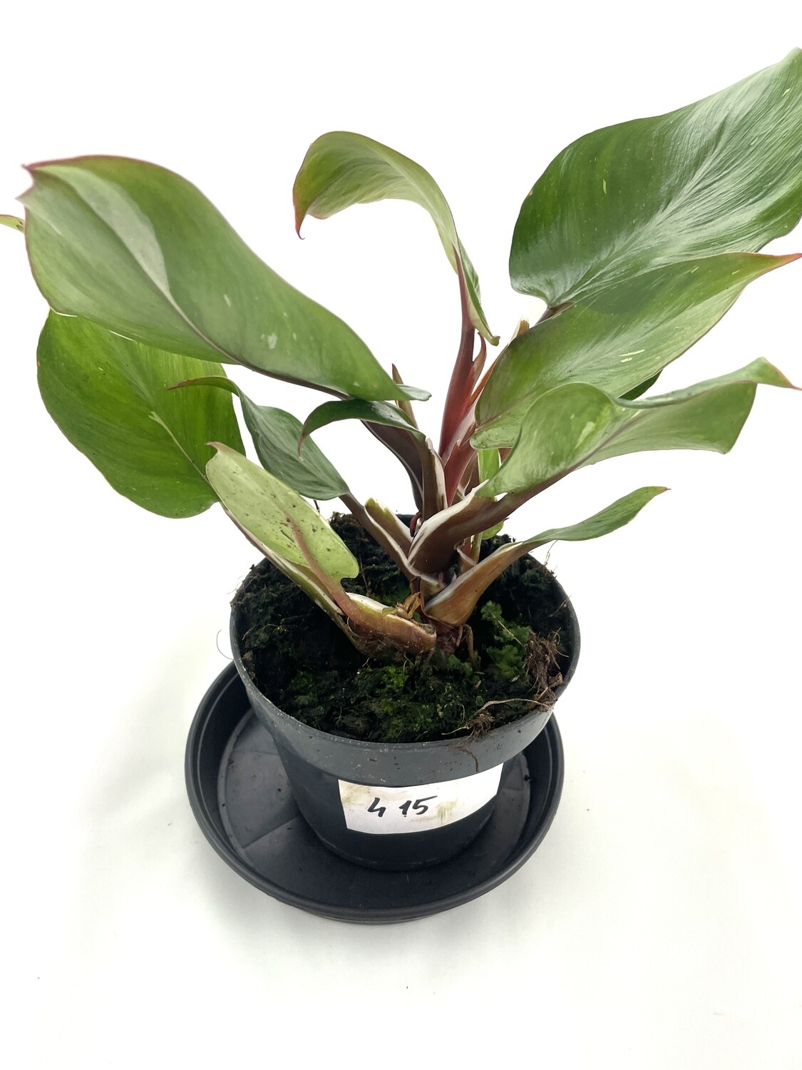 Philodendron white knight XL nr 415