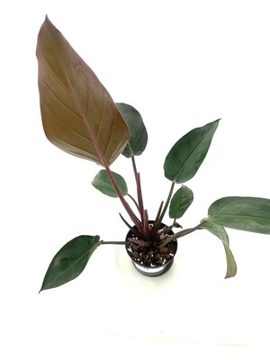 Philodendron Rojo Congo nr 176