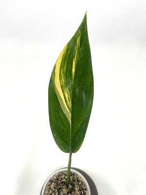 Epipremnum Amplissimum variegata