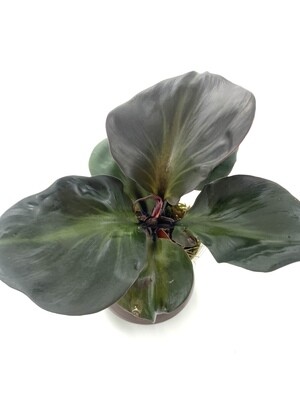 Philodendron Red Heart Twist