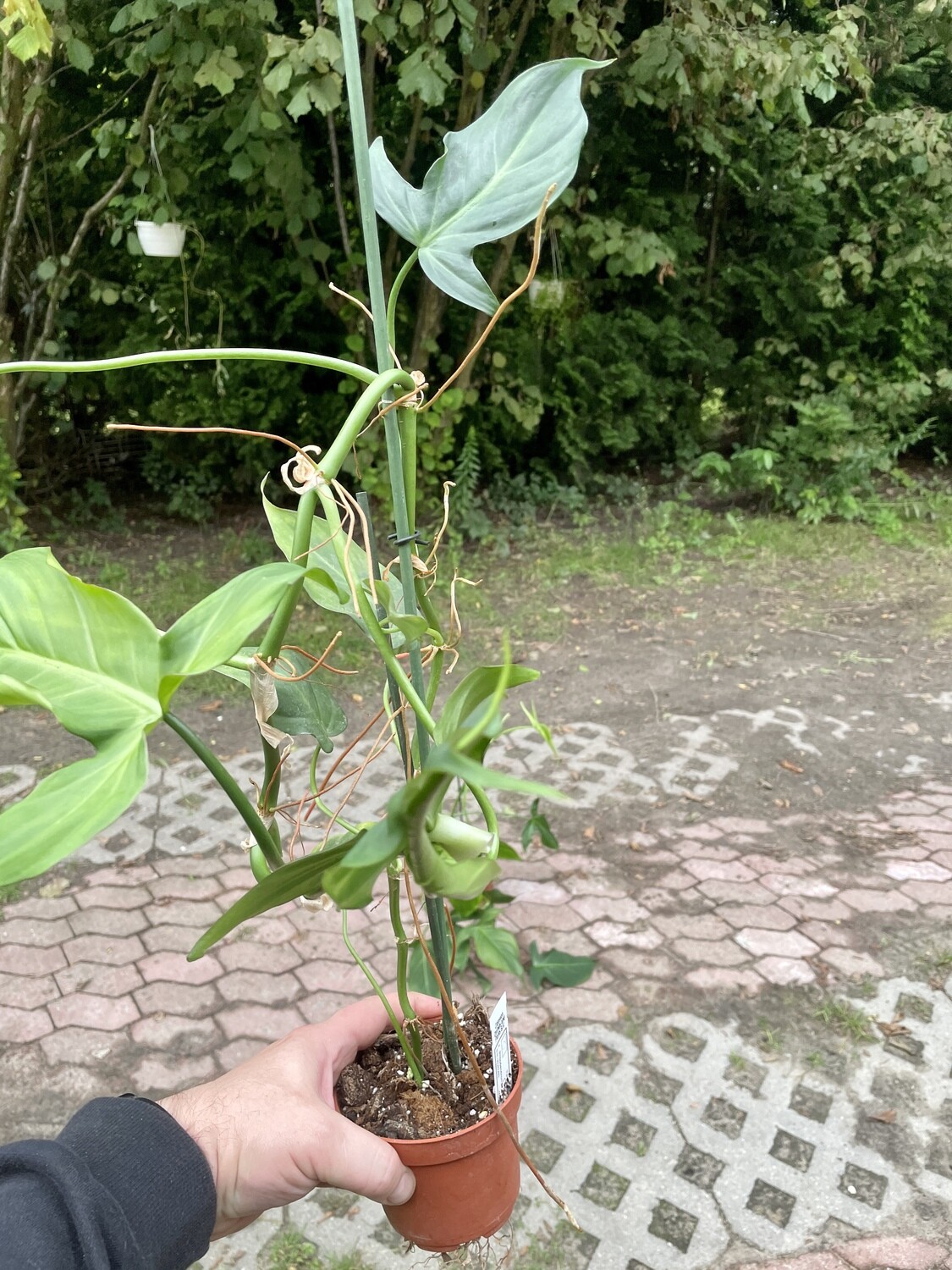 Philodendron camposportoanum cięty węzeł z liściem