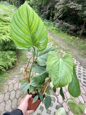 Philodendron fuzzy petiole XL