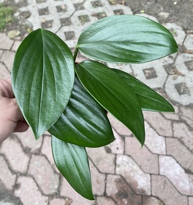 Philodendron Kylin Tail