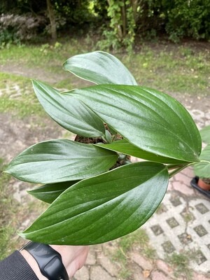 Philodendron Kylin Tail XL