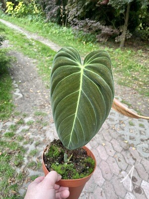 Philodendron melanochrystum nr 1