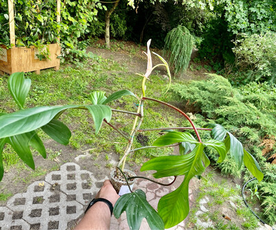 Philodendron Florida Green XXL Nr 1E