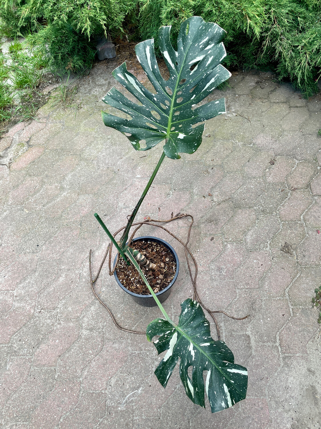 Monstera Thai Constellation dół rośliny