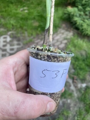 Monstera adansonii variegata tricolor nr 53F