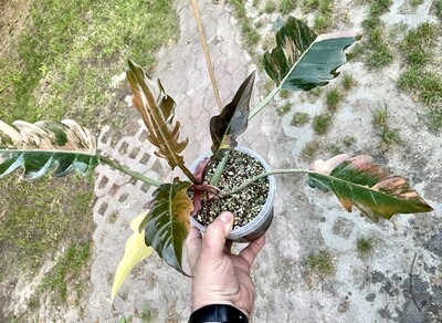 Philodendron Caramel Marbled