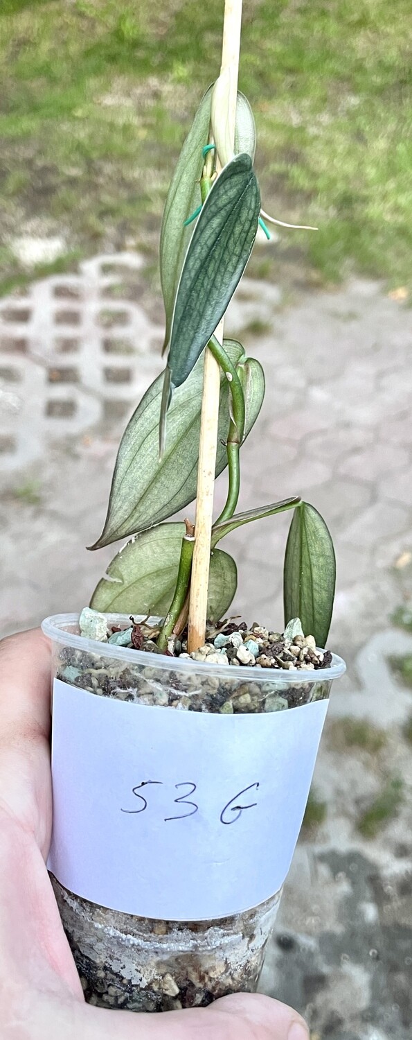 Philodendron burle marx fantasy nr 53G