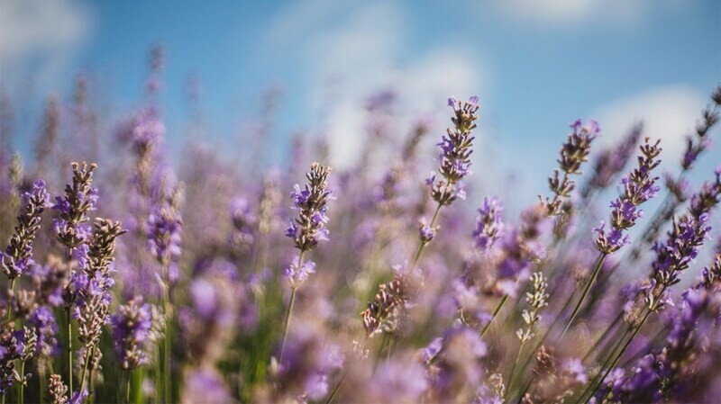 Lavender &amp; Cassia Fragrant Flower Eye Care Pack | (Twin pack)