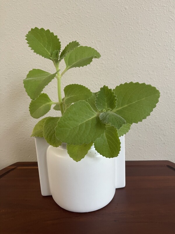 Broad Leaf Thyme