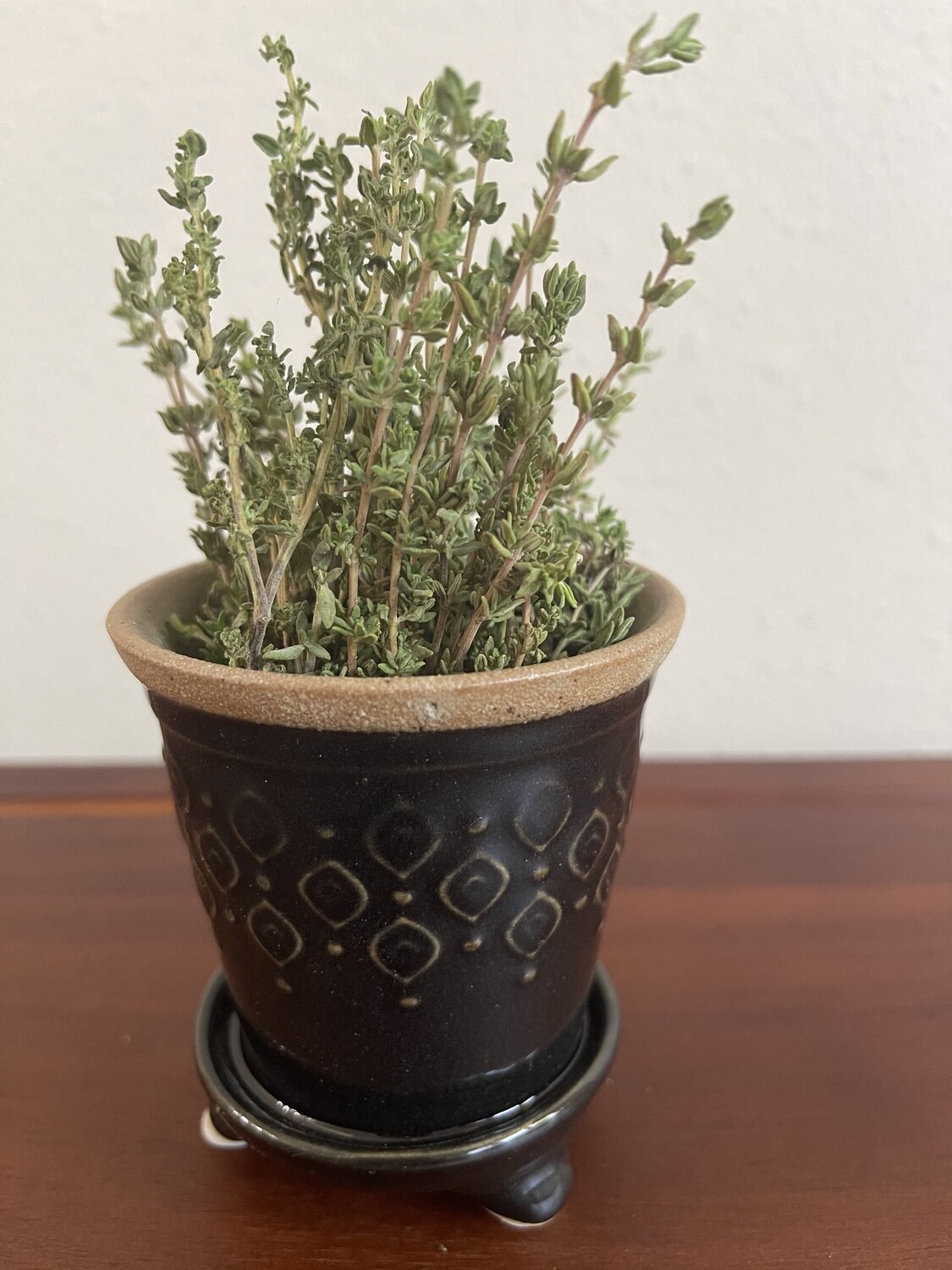Fine Leaf Thyme