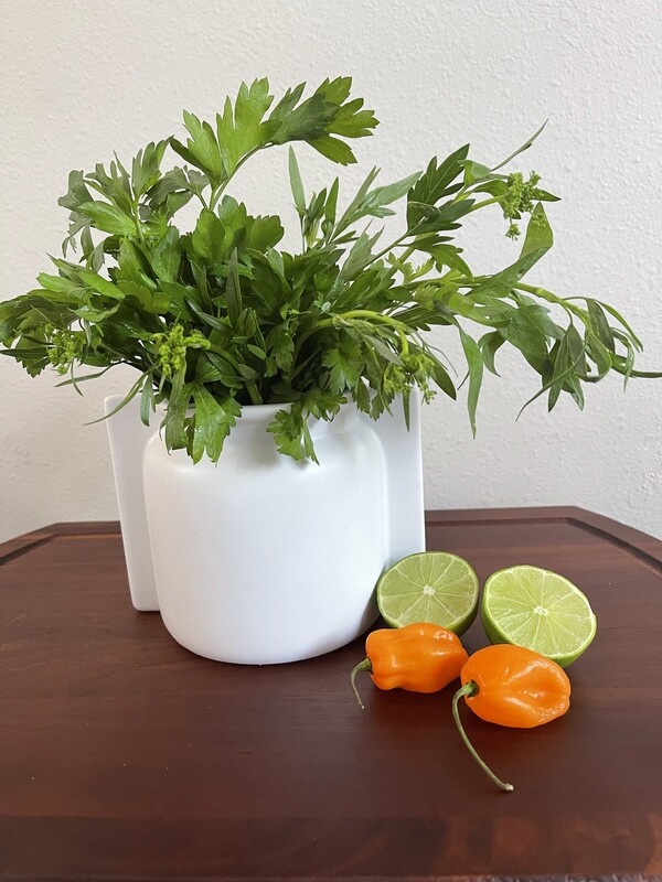 Parsley